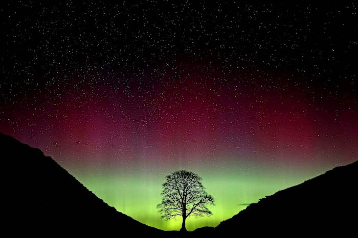 Ze sneed de geliefde Sycamore Gap -boom van Engeland neer. Nu worden ze meer dan 4 jaar in de gevangenis geconfronteerd