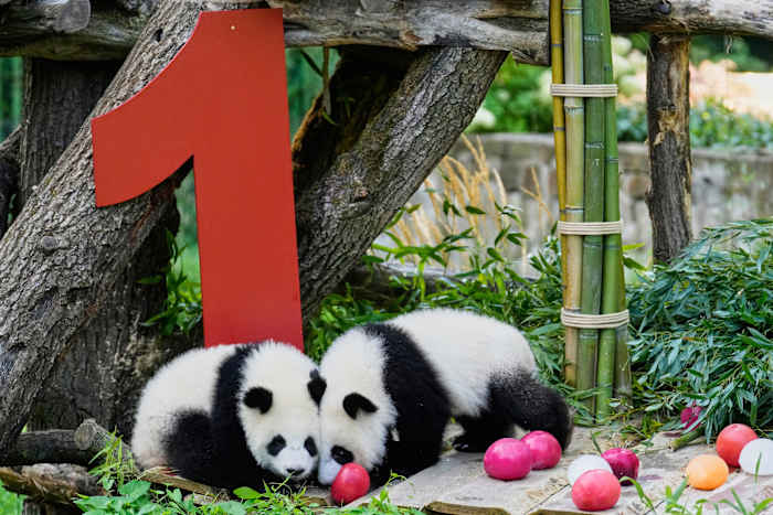 Berlijn's nieuwste Panda Twins, Leni en Lotti, vieren hun eerste verjaardag