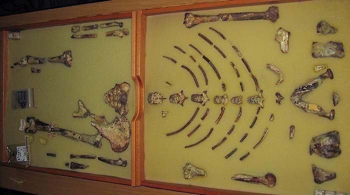 Ethiopisch fossiel Lucy vertrekt voor haar eerste tentoonstelling in Europa