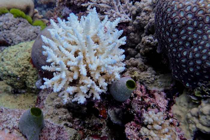 Great Barrier Reef Records grootste jaarlijkse koraalverlies in 39 jaar