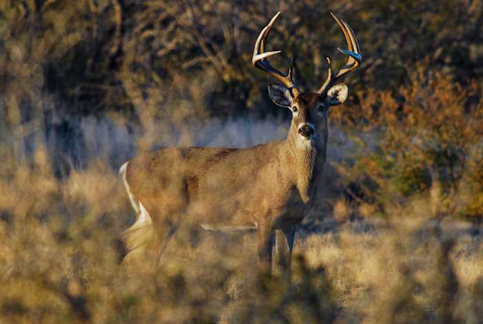 Het onderzoek van 'Ghost Deer' leidt tot 1.400 kosten in 11 provincies, Texas Parks and Wildlife zegt