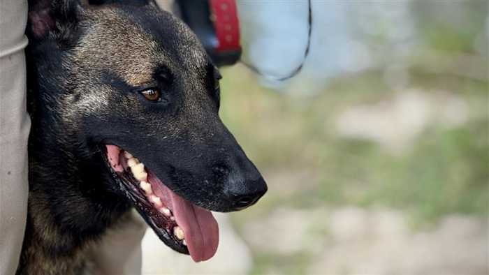 Kerrville Pets Alive waarschuwt lokale eigenaren om huisdieren uit besmette rivierwater te houden