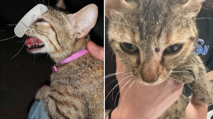 Kerrville Police onderzoekt Pellet Gun Shooting of Cat in RV Park