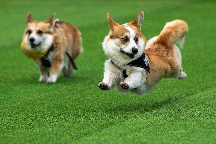 Kleine benen, grote dromen: meer dan 100 teams concurreren in de internationale corgi -race van Litouwen