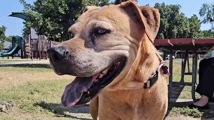 Kunstmatige intelligentie herenigt San Antonio -vrouw met haar hond nadat deze een maand was vermist