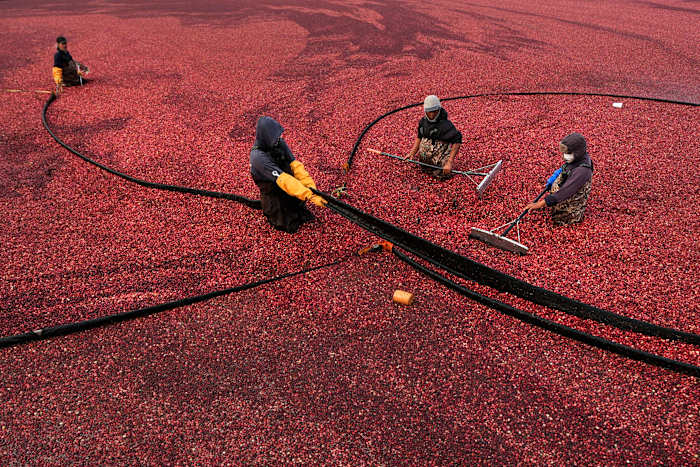 Massachusetts cranberry moerassen krijgen een tweede leven als levendige wetlands