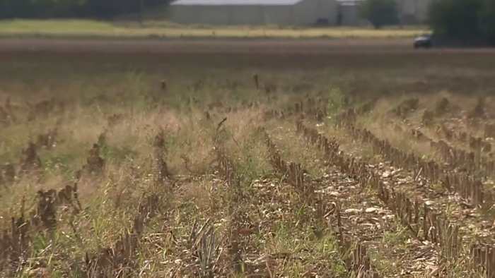 Meer dan 100 hectare Seguin Cornfield zal een site zijn van de nieuwe Texas State Technical College