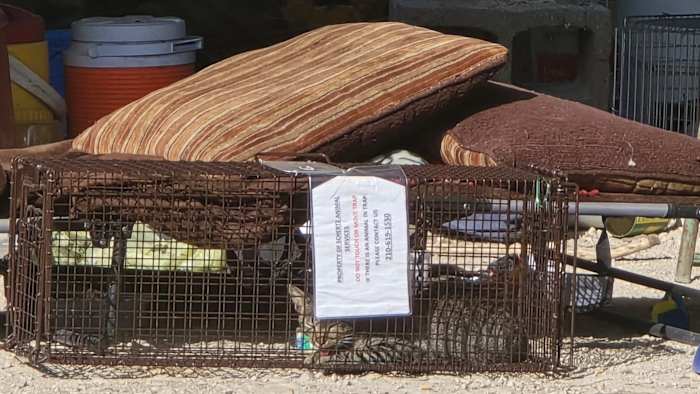 Meubels bedekt met uitwerpselen, urine gevonden in het huis van Schertz waar 70 dieren werden verlaten, zegt beëdigde verklaring