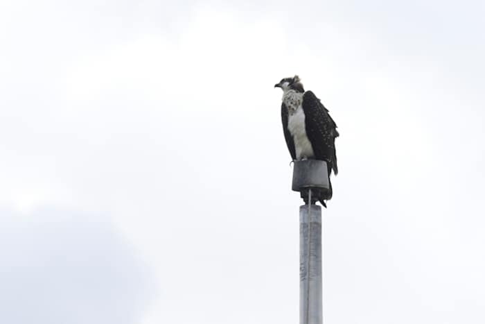 Ospreys die nestelen op stadionlichtpaal verstoort het herfstsportseizoen van Minnesota High School