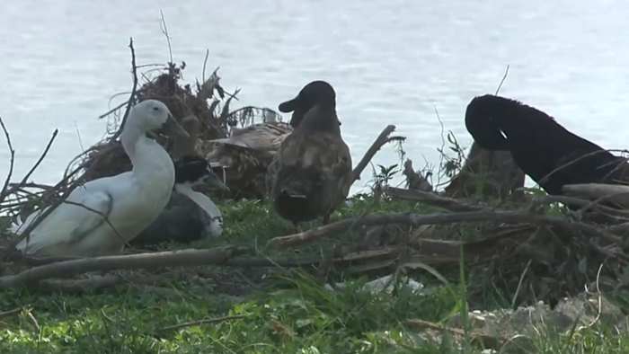 Over welke dieren in het wild de overstromingen van het heuvelland overleefden en over welke soortenbeschermers zich zorgen maken