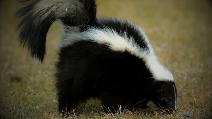Skunk test positief voor hondsdolheid in Fair Oaks Ranch, zegt City