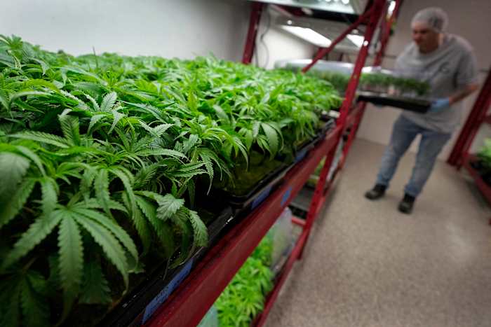 Wat te weten over de potentiële verandering van Trump in het federale marihuanabeleid