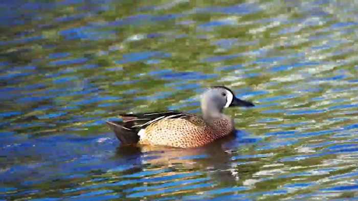 Begin september groenblauw seizoen in Texas werd ingekort van 16 dagen tot 9