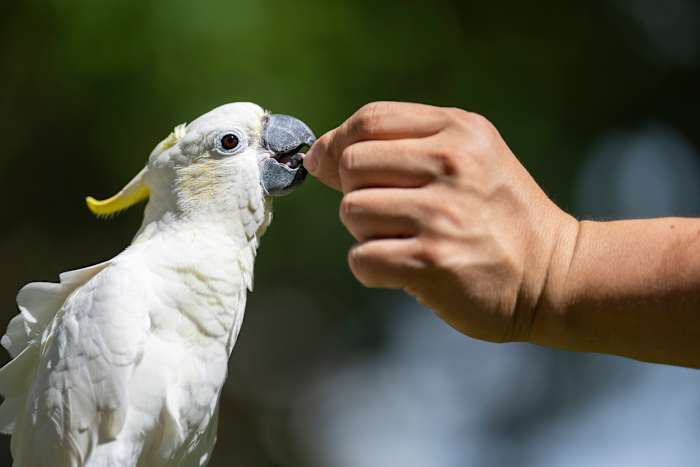 Nestboxen helpen bedreigde kaketoes vinden huizen in Urban Hong Kong