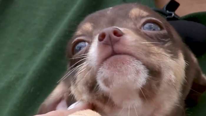 Pet Dumping boetes in het centrum van het stadhuis Power Struggle Pass zonder de steun van burgemeester Jones