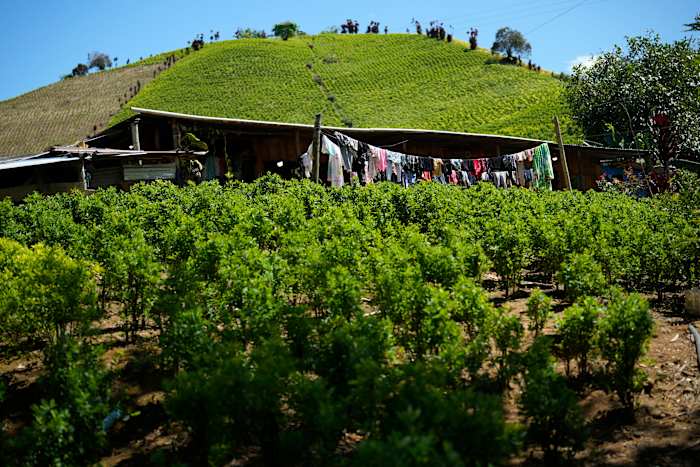 VS duidt Colombia aan als het niet samenwerken in de drugsoorlog voor het eerst in bijna 30 jaar