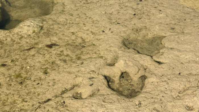 Vrijwilligers ontdekken dinosaurus voetafdrukken tijdens het opruimen van Texas overstromingen