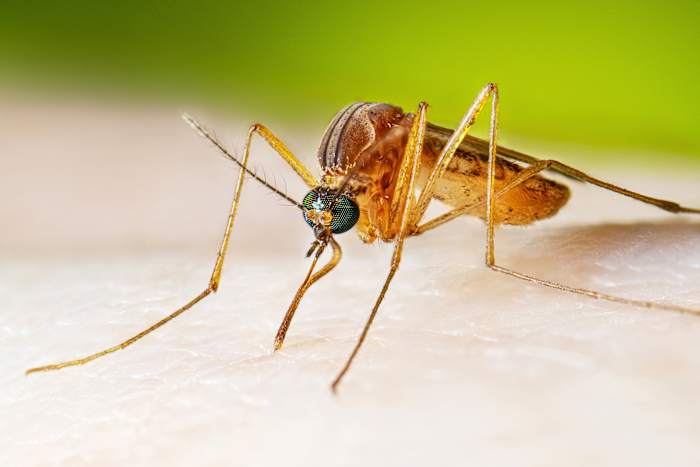 West -Nile -virusgevallen die hoger worden dan normaal, wat zorgt voor gezondheidswaarschuwingen