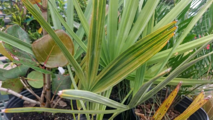 Zagenuiteinden aanbevolen plantenpauze; Tot $ 500 aan coupons beschikbaar voor herfsttuineren