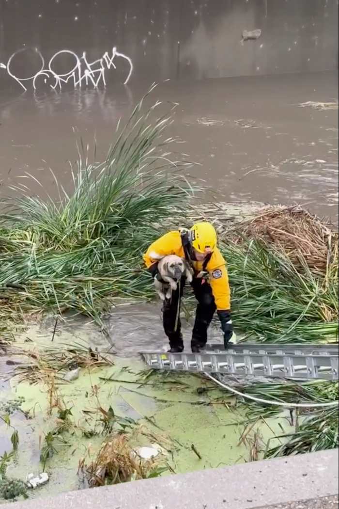Brandweerlieden redden gestrande pup uit stijgend water in Zuid-Californië