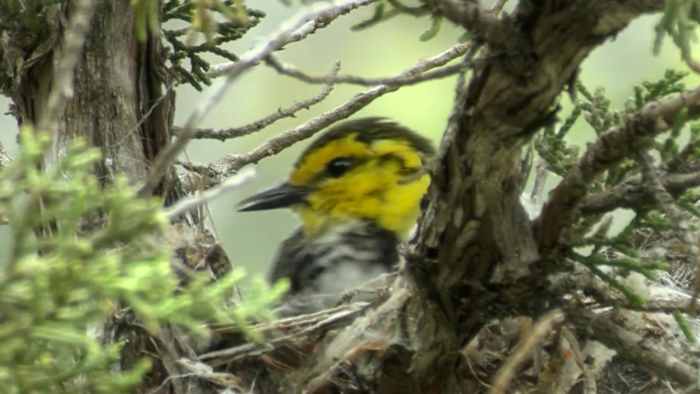 De 54.000 hectare grote Hill Country-ranch zou een belangrijke acquisitie kunnen zijn in de $1 miljard kostende uitbreiding van het Parks & Wildlife-systeem