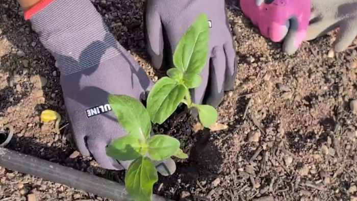 De West Side Charter School omvat een landbouwcurriculum om studenten voor te lichten over voedselvoeding en landbouw