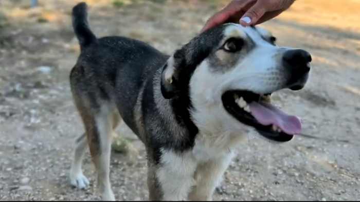 Hond gevonden in de achtertuin met tientallen dieren in Schertz heeft een nieuw thuis