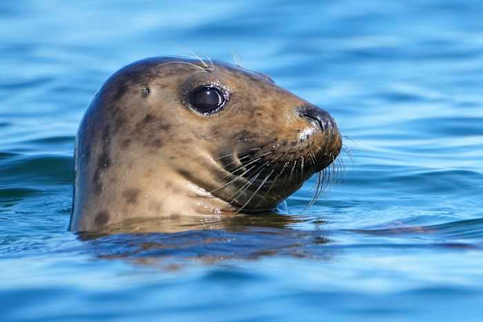 Republikeinen proberen de vijftig jaar oude wet ter bescherming van walvissen, zeehonden en ijsberen te verzwakken