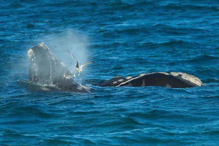 Southern Right Whales Awe bewonderaars in Patagonië nadat ze terug zijn gekomen van de rand van uitsterven
