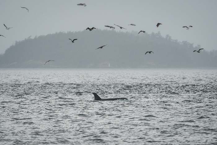 Wetenschappers hopen dat glasvezelkabels onder water kunnen helpen bedreigde orka's te redden