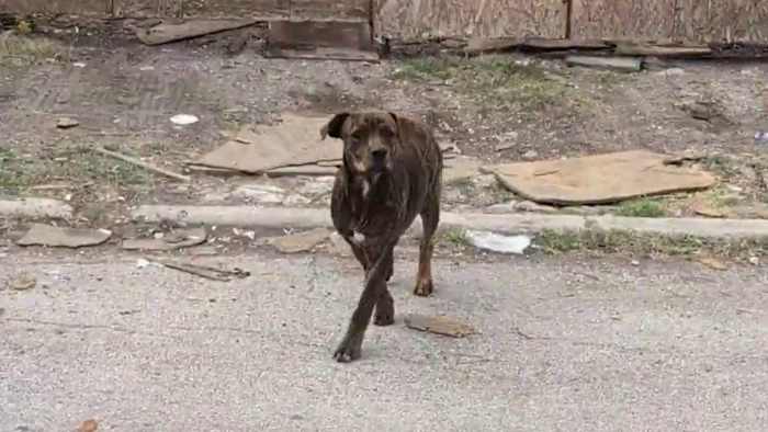 Bewoners willen dat de stad actie onderneemt om zwerfhonden aan de West Side aan te pakken
