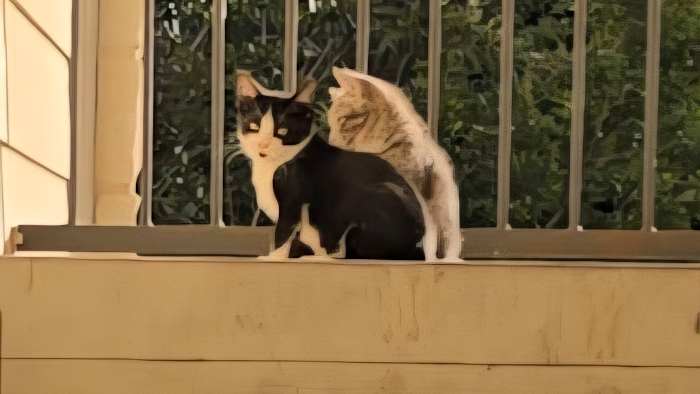 Buren zijn bang dat de vermoedelijke kattenmoordenaar uit kan halen naar mensen