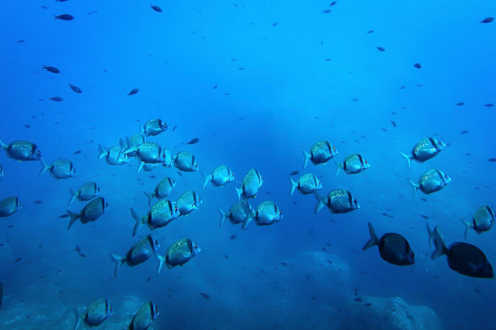 Diepzeemijnbouw dreigt het mariene voedselweb te ontwrichten, waarschuwt onderzoek