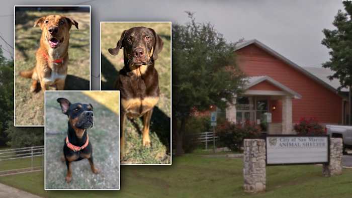 Dierenasiel San Marcos heeft een kritieke capaciteit, dringende adopties en pleegouders nodig