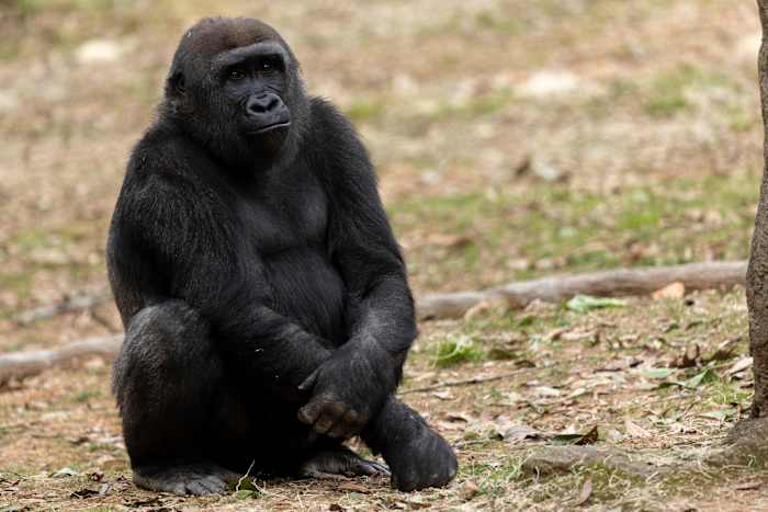 Drie gorilla's arriveren in de dierentuin van San Antonio voordat een nieuwe tentoonstelling wordt geopend