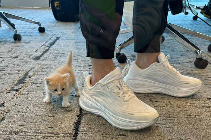 Een mysterieuze miauw uit haar auto laat Baylor-coach Nicki Collen kennismaken met een nieuw familielid