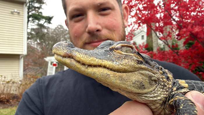 Kleine alligator gered in Boston nadat hij via sociale media het hart van de stad was binnengeslopen
