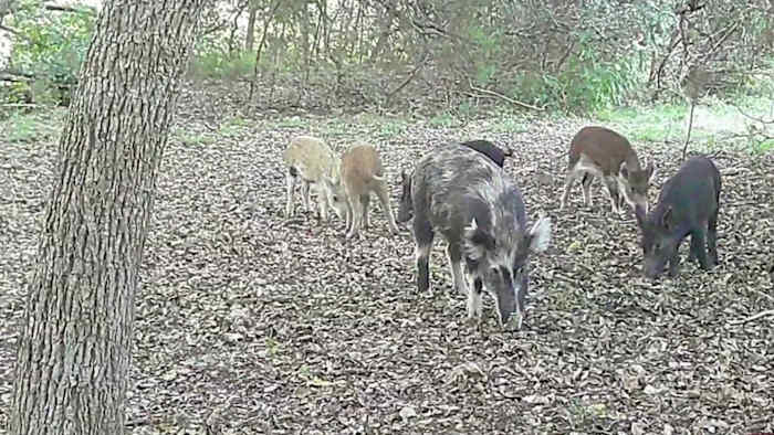 Komen er wilde varkens naar een buurt bij jou in de buurt? Texas A&M-expert weegt mogelijke oorzaken af
