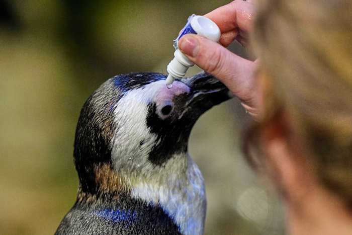 Net als in een verpleeghuis kunnen pinguïns in een aquarium in Boston waardig ouder worden