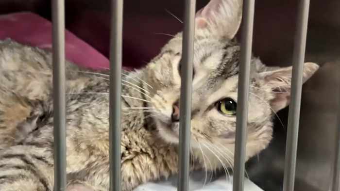 San Antonio huisdieren levend! waarschuwt voor ongeautoriseerde GoFundMe-pagina en noemt deze 'misleidend'