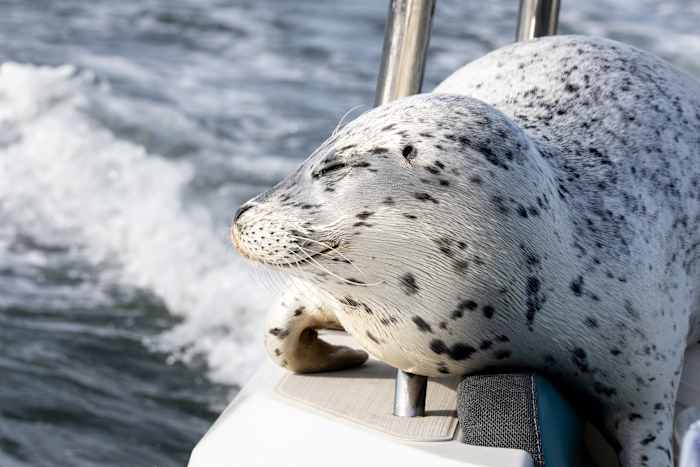 Zeehond ontsnapt aan de orkajacht door op de boot van de fotograaf te springen