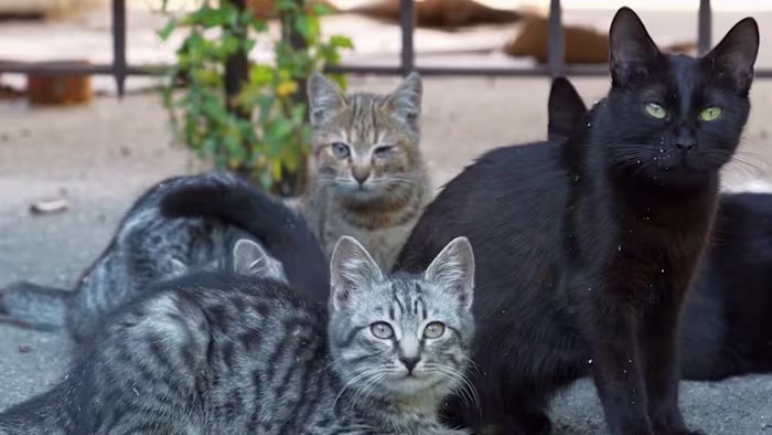 Hoe u uw huisdieren kunt beschermen tijdens koud weer in Zuid-Texas