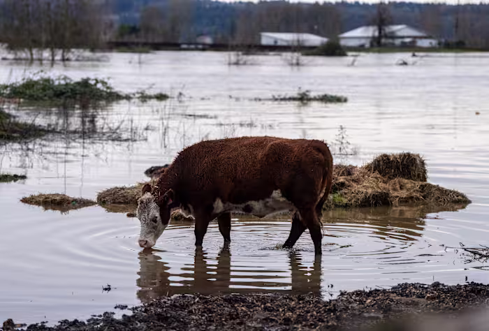Tienduizenden mensen moesten vluchten voor de overstromingen na hevige regenval in de Pacific Northwest