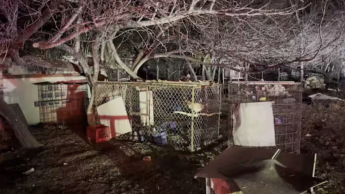 Zeven mensen gearresteerd na hanengevechten in het zuidwesten van Bexar County, zegt BCSO