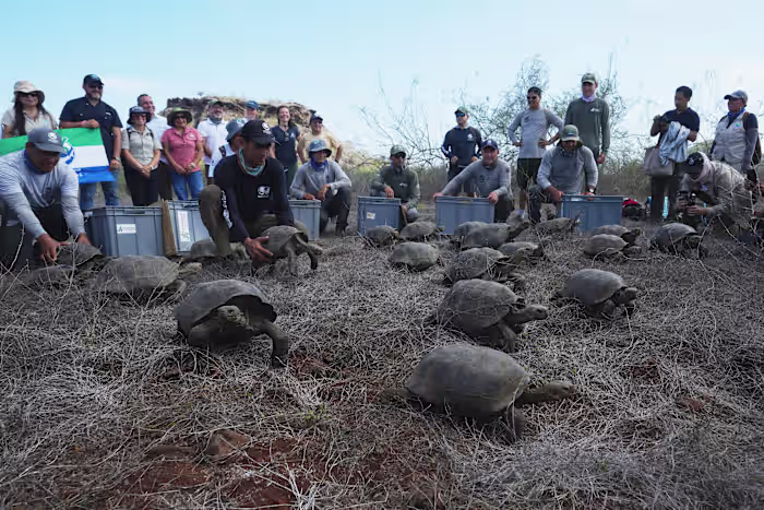 Galápagospark laat 158 ​​jonge hybride schildpadden vrij op Floreana om het ecosysteem te herstellen