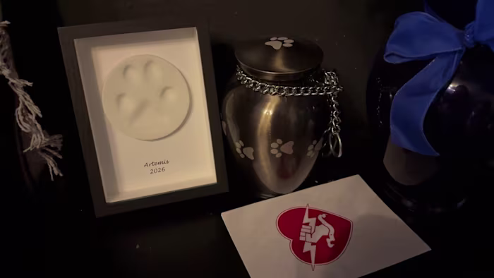 'Het was opzettelijk': de eigenaar van San Antonio eist antwoorden nadat zijn hond in de buurt werd neergeschoten