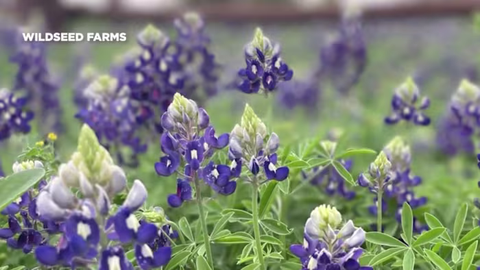 Het wilde bloemenseizoen in Texas staat voor uitdagingen na jaren van droogte