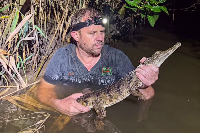 Krokodil gevangen in een Australische kreek, 2000 kilometer van zijn tropische habitat