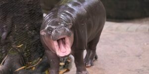 Man gearresteerd nadat hij in het verblijf van dwergnijlpaard Moo Deng in de Thaise dierentuin was geklommen