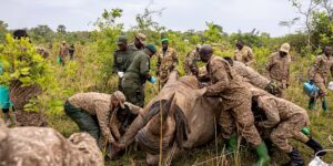 Oeganda herintroduceert neushoorns in een beschermd gebied waar ze sinds 1983 zijn uitgestorven